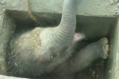 Dělníci z přístavu zachraňovali slůně, které spadlo do kanálu