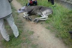 V Brně pobíhalo mládě losa s matkou. Odchyt nevyšel, oba uhynuli