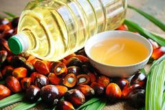 Bojkot palmového oleje? Nesmysl, jíst musíme, lesy se víc ničí kvůli biopalivům, říká ekolog