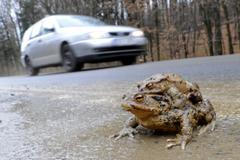 žáby páření auto