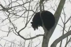 Medvěd padal z vysokého stromu do trampolíny. V cestě číhaly větve a kmen