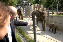 "Máme tady teď babyboom," říká ředitel pražské zoo a ukazuje, jak roste gorilí a sloní mládě