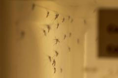 Health Canada photo of a colony of adult Culiseta inornata mosquitoes tested for Zika transmission at the National Microbiology Laboratory