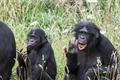 šimpanz bonobo