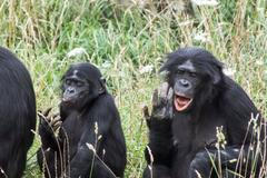 šimpanz bonobo