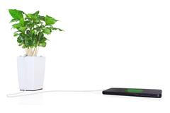 Bioo Lite - Kytka, která tvoří elektřinu