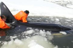 Rusové zachránili kosatky z ledového sevření. Museli k nim naskákat do vody