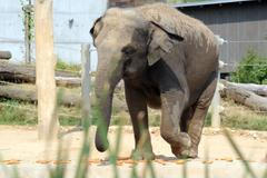 Sloni v pražské ZOO