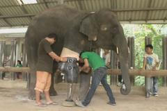 Moša dostala novou nohu v nemocnici pro slony. Už devátou v řadě