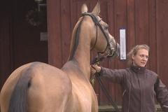 Česko se stalo součástí sporu o starobylé plemeno koní. Kříží ho, zní obvinění