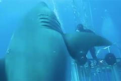 Potápěčům se podařilo natočit na video možná největšího bílého žraloka na světě