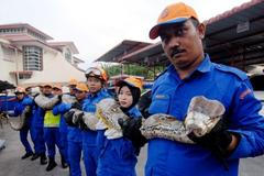 Dělníci chytili na stavbě krajtu mřížkovanou. Může jít o nejdelšího hada na světě