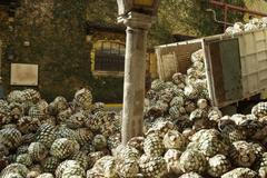 Agáve pro výrobu plastů Ford