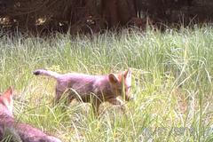 Vlčí smečka u Kokořína se rozrostla nejméně o čtyři mláďata