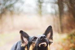 Pes, německý ovčák, vlčák, rozzuřený, štěkání, ilustrační foto