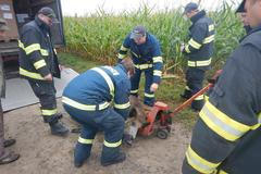 Hasiči v Poličce zachraňují divočáka, který uvízl v šachtě na kabely.