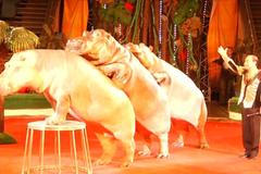 Takové triky s hrochy neumí nikdo, chlubí se krotitel. Diváky před zvířaty nic nechrání