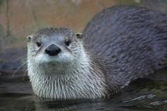 Vydra severoamerická