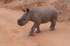 Malý nosorožec slyší na jméno. Kontakt s Warrenem udržují lidé jen při krmení