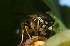 Dokumentujeme.cz - Pozdní léto