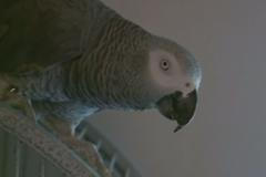 Bude Papoušek šedý - žako svědčit v procesu vraždy?