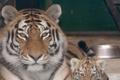 Tygři usurijští v olomoucké zoo