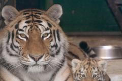Tygři usurijští v olomoucké zoo