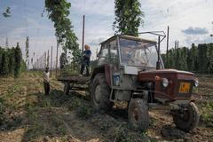 Chmelová brigáda v zemědělském družstvu Ročov u Loun