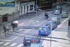 Policisté honili v centru Pardubic čtyři koně