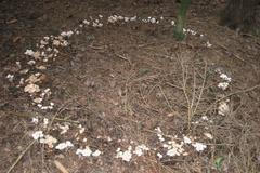 Čarodějný kruh - houby - penízovky