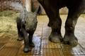 Zoo ve Dvoře Králové ukázala malou samičku vzácného nosorožce dvourohého