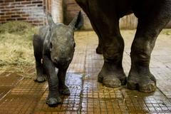 Zoo ve Dvoře Králové ukázala malou samičku vzácného nosorožce dvourohého