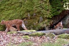 Rysice Jiskra s mláďaty