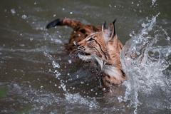 Tomáš Hulík vystavuje v pražské Nikon Photo Gallery cyklus Ispirováno přírodou