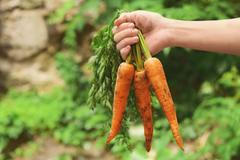 Buďme rádi za stromek, mohli jsme na Vánoce zdobit mrkev