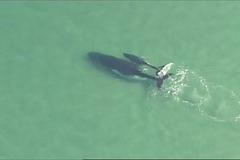 Mládě velryby zachránilo svoji matku, která plula na mělčinu