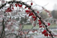 Ledovka. Větvička dřišťálu obalená ledem.