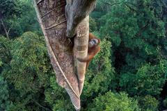 Wildlife Photographer of the Year – vítězné snímky – Tim Laman