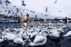 Evropský unikát: V centru Prahy zimuje asi 800 labutí