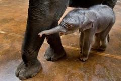 Slůně slona indického, které se narodilo v pražské zoo 7. října samici Tamaře, je třetím sloním přírůstkem v historii zoo a druhým slůnětem počatým v Praze. Snímek je z 9. října.