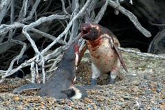 National Geographic - Tučňák