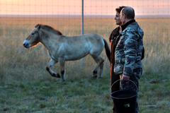 Putin opět pózoval se zvířaty. Krmil a vypouštěl na svobodu divoké koně