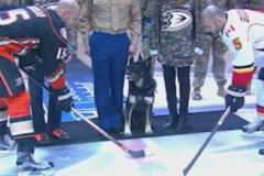 Video: Pes Nero vhazuje puk při čestném buly