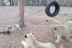 Podívejte se, jak štěně Jacka Russella neohroženě útočí na tři lvy