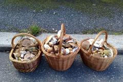 Houbařská fotosoutěž 2015