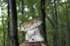 Houba, hřib, ilustrační snímek