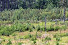 Na šumavě v pralese