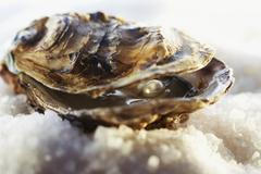 New York používá staré záchodové mísy, aby vrátil život na ústřicové útesy