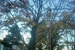 Video: Lednice v koruně stromů v Brně