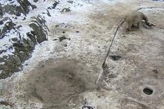 Zvířecí trampoty na ledu. Medvědice z Brna uklouzla a spadla do vody